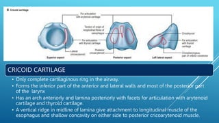 Midline Ridge Muscle ANATOMY OF LARYNX meeee final.pptx