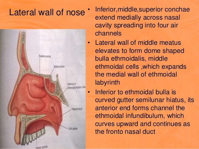 Anatomy Of Nerve Injuries Upper Limb