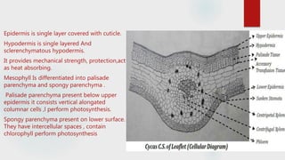 Epidermis is single layer covered with cuticle.
Hypodermis is single layered And
sclerenchymatous hypodermis.
It provides mechanical strength, protection,act
as heat absorbing.
Mesophyll Is differentiated into palisade
parenchyma and spongy parenchyma .
Palisade parenchyma present below upper
epidermis it consists vertical alongated
columnar cells ,l perform photosynthesis.
Spongy parenchyma present on lower surface.
They have intercellular spaces , contain
chlorophyll perform photosynthesis
 