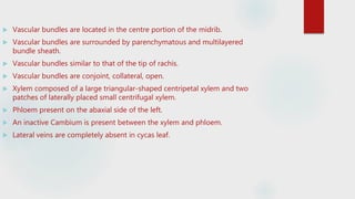  Vascular bundles are located in the centre portion of the midrib.
 Vascular bundles are surrounded by parenchymatous and multilayered
bundle sheath.
 Vascular bundles similar to that of the tip of rachis.
 Vascular bundles are conjoint, collateral, open.
 Xylem composed of a large triangular-shaped centripetal xylem and two
patches of laterally placed small centrifugal xylem.
 Phloem present on the abaxial side of the left.
 An inactive Cambium is present between the xylem and phloem.
 Lateral veins are completely absent in cycas leaf.
 