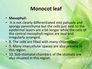 Monocot leaf
• Mesophyil:
• It is not clearly differentiated into palisade and
spongy parenchyma but the cells just next to the
epidermal layers are a bit longer while the cells of
the central mesophyll region are oval and
irregularly arranged.
• 8. The cells are filled with many chloroplasts.
• 9. Many intercellular spaces are also present in
this region.
• 10. Sub-stomatal chambers of the stomata are
also situated in this region.
 