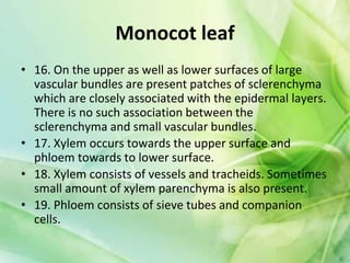 Monocot leaf
• 16. On the upper as well as lower surfaces of large
vascular bundles are present patches of sclerenchyma
which are closely associated with the epidermal layers.
There is no such association between the
sclerenchyma and small vascular bundles.
• 17. Xylem occurs towards the upper surface and
phloem towards to lower surface.
• 18. Xylem consists of vessels and tracheids. Sometimes
small amount of xylem parenchyma is also present.
• 19. Phloem consists of sieve tubes and companion
cells.
 