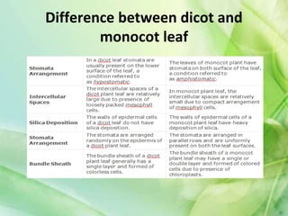 Difference between dicot and
monocot leaf
 