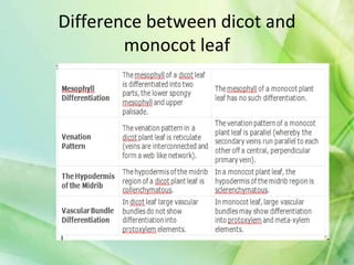 Difference between dicot and
monocot leaf
 