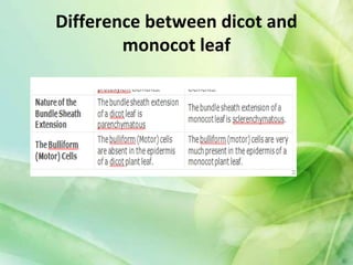 Difference between dicot and
monocot leaf
 