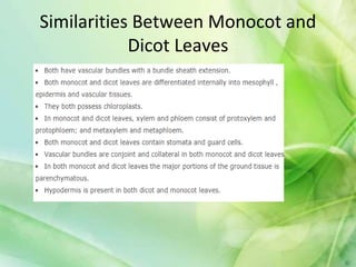 Similarities Between Monocot and
Dicot Leaves
 