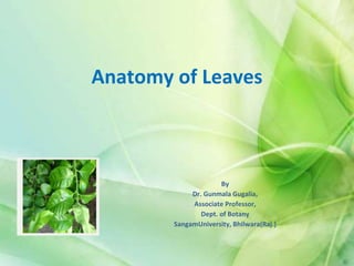 Anatomy of Leaves
By
Dr. Gunmala Gugalia,
Associate Professor,
Dept. of Botany
SangamUniversity, Bhilwara(Raj.)
 