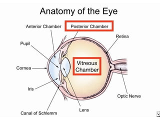 Anatomy of Lens integrated lecture teaching lens features and ...