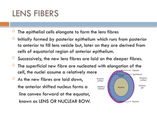 ANATOMY OF LENS AND FACTORS AFFECTING LENS TRANSPARENCY.pptx