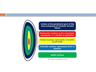 ANATOMY OF LENS AND FACTORS AFFECTING LENS TRANSPARENCY.pptx