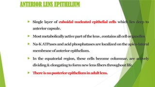 ANATOMY OF LENS AND FACTORS AFFECTING LENS TRANSPARENCY (1) - Copy.pptx