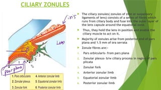 ANATOMY OF LENS AND FACTORS AFFECTING LENS TRANSPARENCY (1) - Copy.pptx