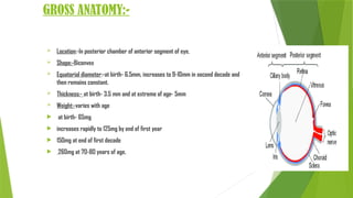 ANATOMY OF LENS AND FACTORS AFFECTING LENS TRANSPARENCY (1) - Copy.pptx