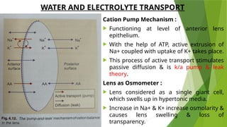 ANATOMY OF LENS AND FACTORS AFFECTING LENS TRANSPARENCY (1) - Copy.pptx