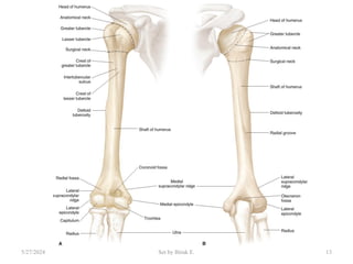 anatomy of limb( upper and lower limb).pdf