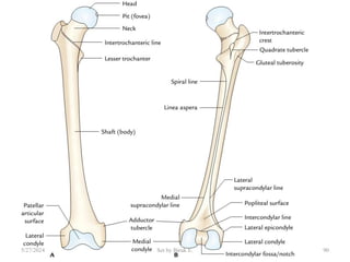 anatomy of limb( upper and lower limb).pdf