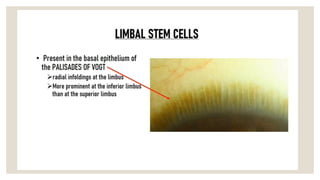 Limbus Tissue Anatomy of limbus ,and there structures forming and depicting there ...