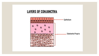 Limbus Tissue Anatomy of limbus ,and there structures forming and depicting there ...