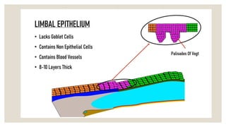 Limbus Lab Anatomy of limbus ,and there structures forming and depicting there ...