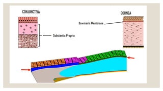 Limbus Tissue Anatomy of limbus ,and there structures forming and depicting there ...