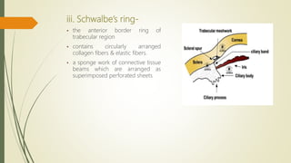 Subfibrillose Rings Anatomy of limbus, Stem cell deficiency.pptx