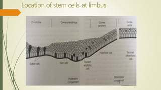 Limbus Tissue Anatomy of limbus, Stem cell deficiency.pptx