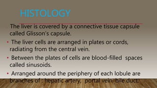 Glisson Anatomy of liver | PPTX
