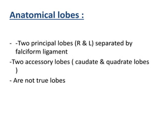 Anatomical lobes :
- -Two principal lobes (R & L) separated by
falciform ligament
-Two accessory lobes ( caudate & quadrate lobes
)
- Are not true lobes
 