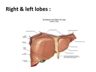 Right & left lobes :
 