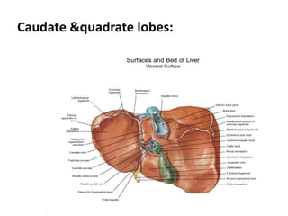 Caudate &quadrate lobes:
 