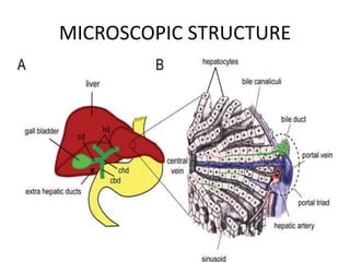 MICROSCOPIC STRUCTURE
 
