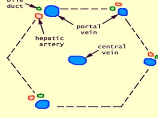ANATOMY OF  LIVER.ppt