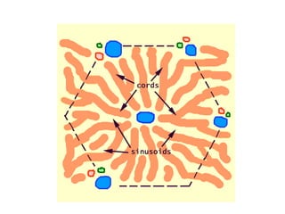 ANATOMY OF  LIVER.ppt
