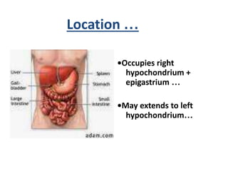 Location …
•Occupies right
hypochondrium +
epigastrium …
•May extends to left
hypochondrium…
 
