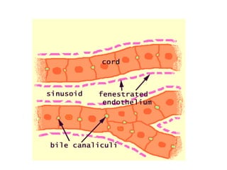 ANATOMY OF  LIVER.ppt