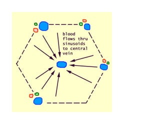 ANATOMY OF  LIVER.ppt