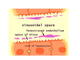 ANATOMY OF  LIVER.ppt