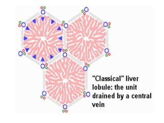 ANATOMY OF  LIVER.ppt
