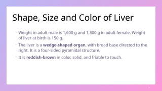 Real Liver Color Anatomy of Liver - Seminar Presentation (MBBS 1st Year) | PPTX