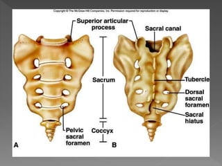 bones of lower limb and anatomy of lower limb | PPT