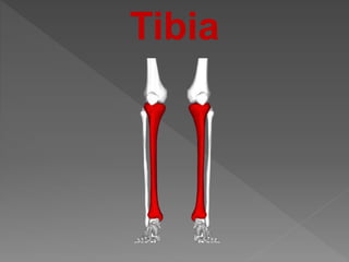 Tibia Bottom Inferor bones of lower limb and anatomy of lower limb | PPTX