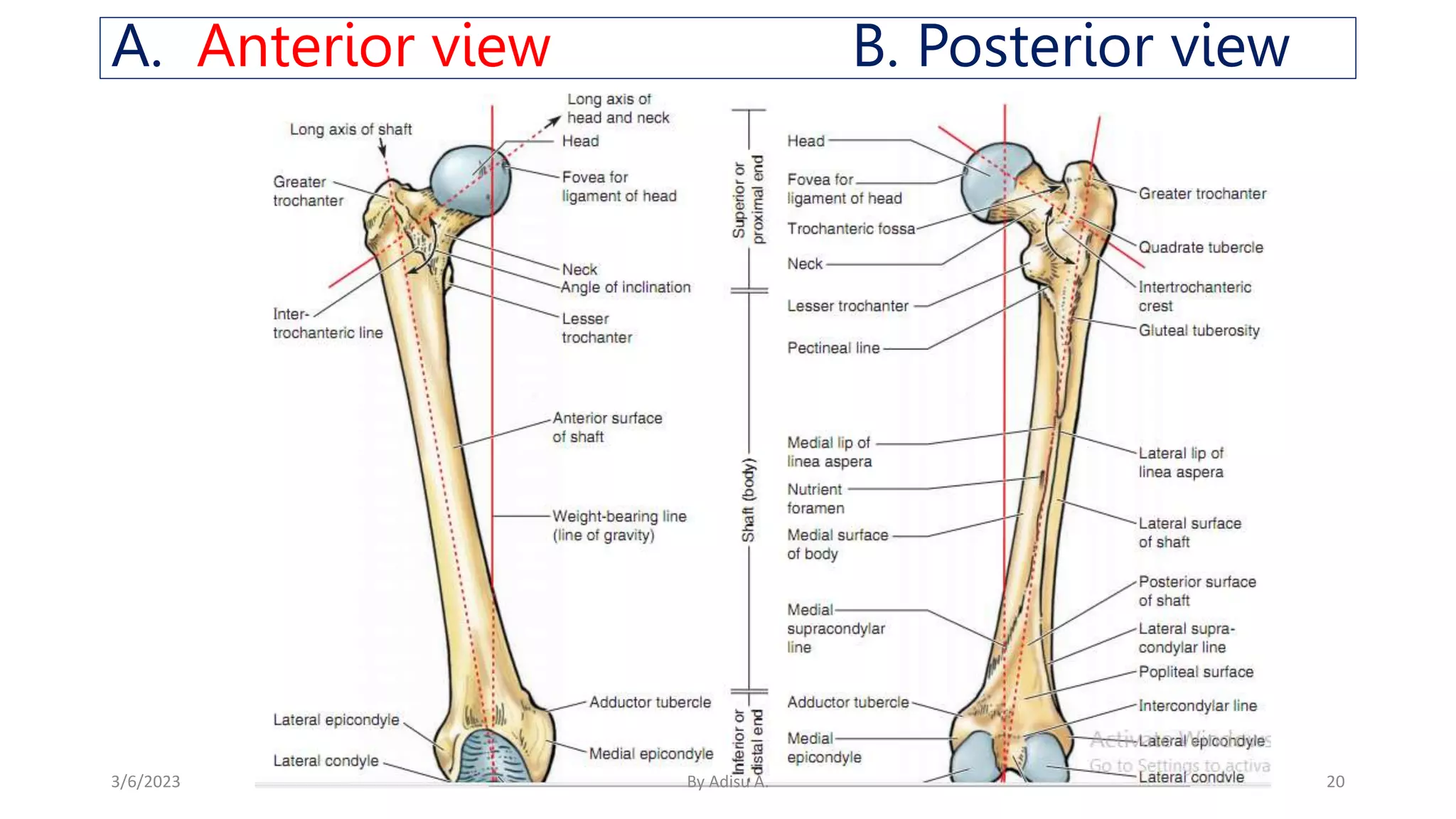 Anatomy of Lower Limb.pptx