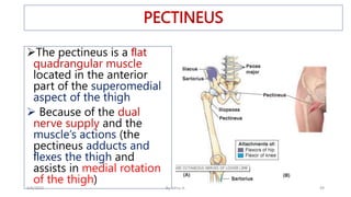 Anatomy of Lower Limb.pptx