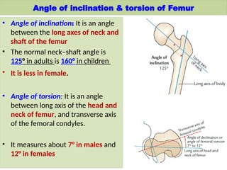 Comprehensive Anatomy and Clinical Overview of the Lower Limb | PPTX