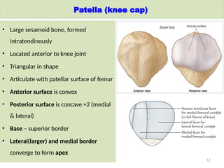 Patelae Comprehensive Anatomy and Clinical Overview of the Lower Limb | PPTX