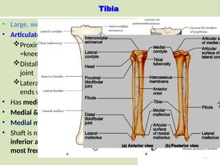 Comprehensive Anatomy and Clinical Overview of the Lower Limb | PPTX