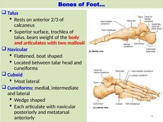 Trochlear Talus Comprehensive Anatomy and Clinical Overview of the Lower Limb | PPTX