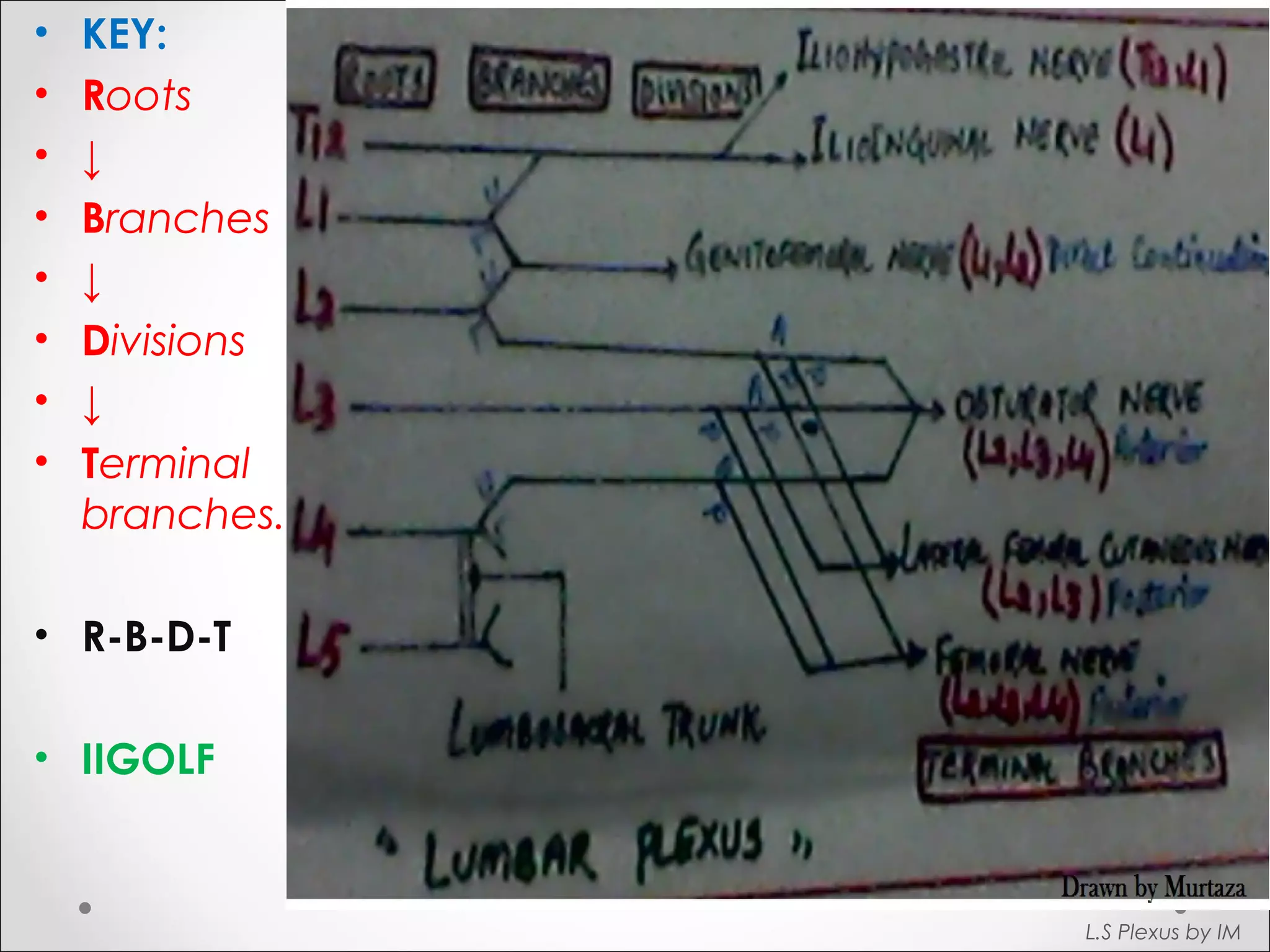 • KEY: 
• Roots 
• ↓ 
• Branches 
• ↓ 
• Divisions 
• ↓ 
• Terminal 
branches. 
• R-B-D-T 
• IIGOLF 
L.S Plexus by IM 
 