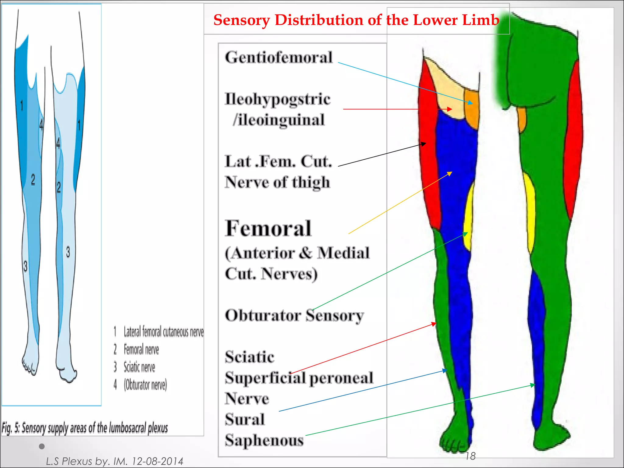 Sensory Distribution of the Lower Limb 
L.S Plexus by. IM. 12-08-2014 18 
 
