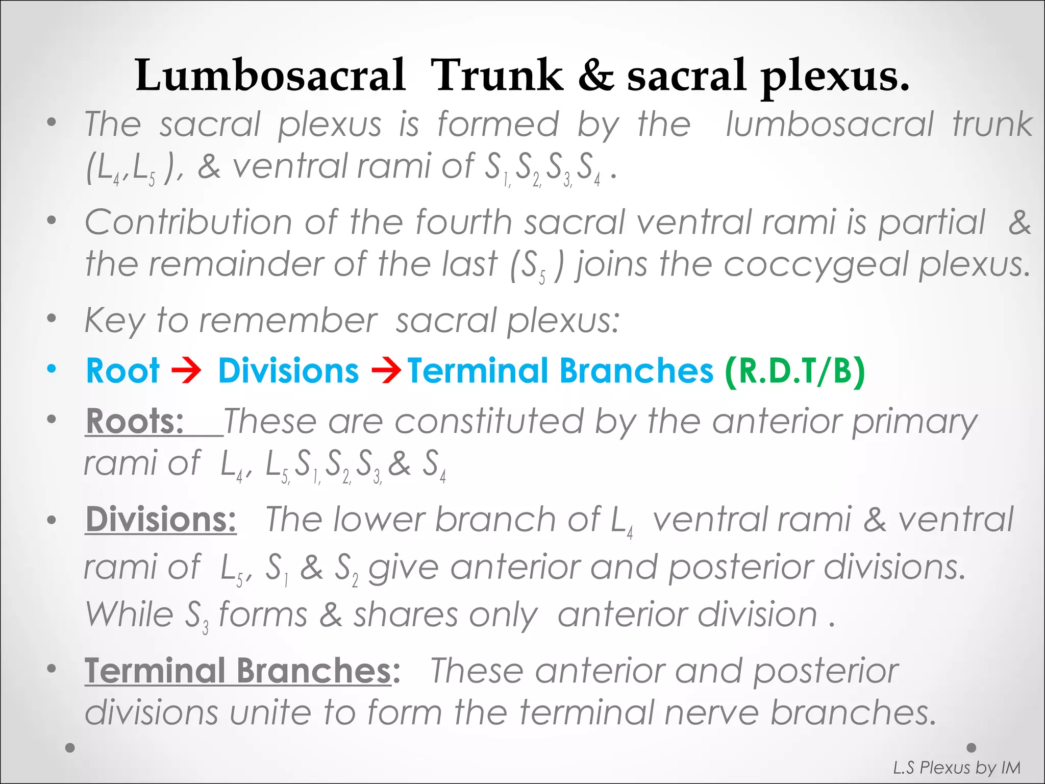 Lumbosacral Trunk & sacral plexus. 
• The sacral plexus is formed by the lumbosacral trunk 
(L4 ,L5 ), & ventral rami of S1, S2, S3, S4 . 
• Contribution of the fourth sacral ventral rami is partial & 
the remainder of the last (S5 ) joins the coccygeal plexus. 
• Key to remember sacral plexus: 
• Root  Divisions Terminal Branches (R.D.T/B) 
• Roots: These are constituted by the anterior primary 
rami of L4 , L5, S1, S2, S3, & S4 
• Divisions: The lower branch of L4 ventral rami & ventral 
rami of L5 , S1 & S2 give anterior and posterior divisions. 
While S3 forms & shares only anterior division . 
• Terminal Branches: These anterior and posterior 
divisions unite to form the terminal nerve branches. 
L.S Plexus by IM 
 